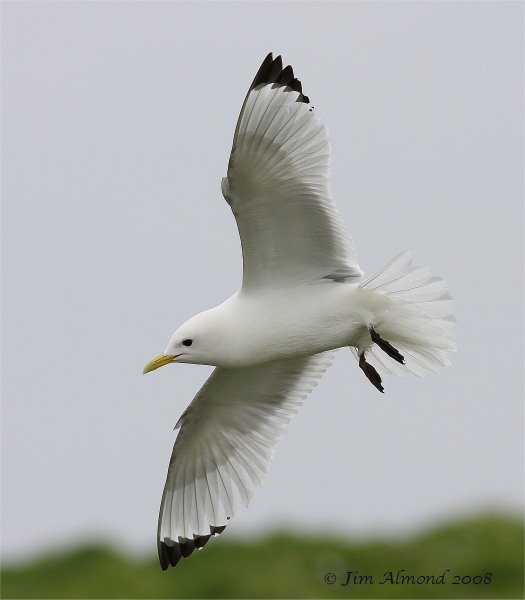 Kittiwake flight Farnes 13 5 08  IMG_3878_filtered